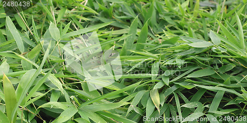 Image of Bamboo - panorama