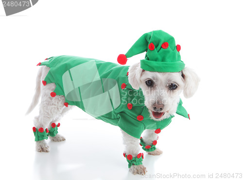 Image of Santa's Elf or a jester in green suit and hat