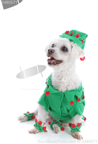 Image of Pet dog wearing an elf or jester costume