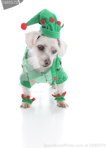 Image of Small elf or jester puppy dog looking down at something