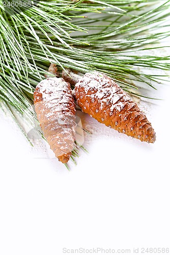 Image of fir tree branch with pinecones