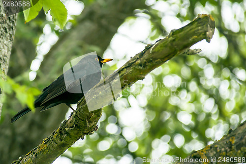 Image of Blackbird in a tree