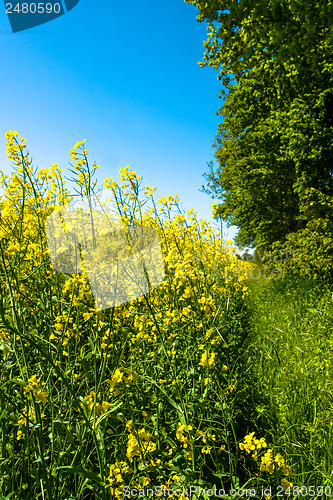 Image of Rapeseed field