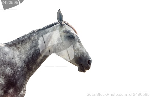 Image of Grey horse isolated