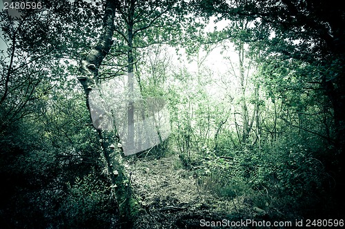 Image of Mysterious forest