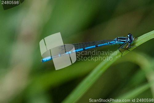 Image of Blue damselfly