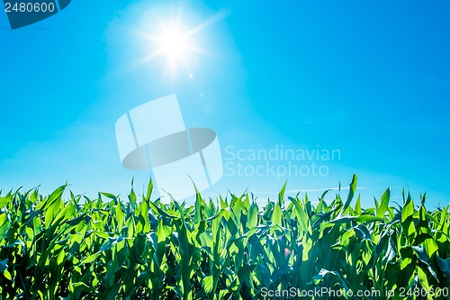 Image of Sunshine over cornfield