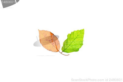Image of Spring and autumn