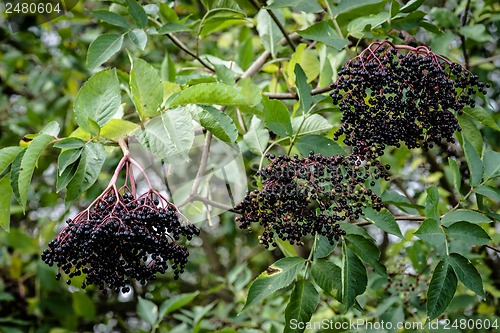 Image of Elderberry plant