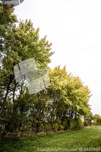 Image of Green trees