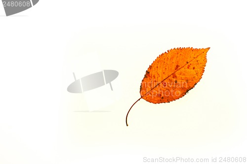 Image of Autumn leaf