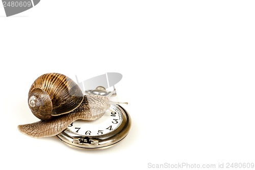 Image of Escargot beating time