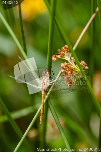 Image of Yellow damselfly