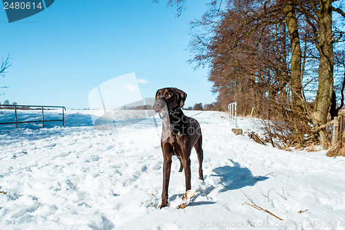 Image of Winter dog