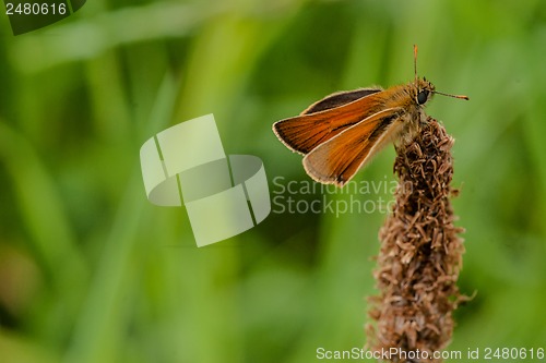 Image of Venata moth