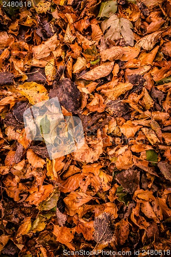 Image of Autumn leafs