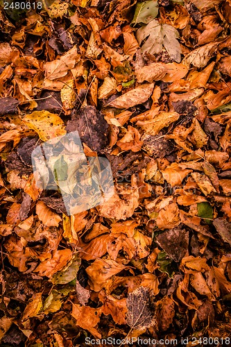Image of Autumn leafs