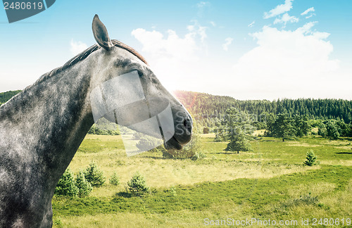 Image of Grey horse isolated