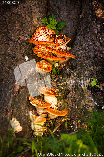 Image of Fairytale mushrooms