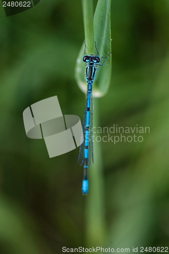 Image of Blue damselfly