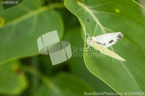 Image of White butterfly