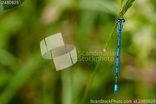 Image of Blue damselfly