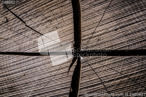 Image of Tree trunk close-up