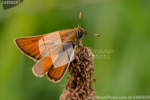 Image of Venata moth