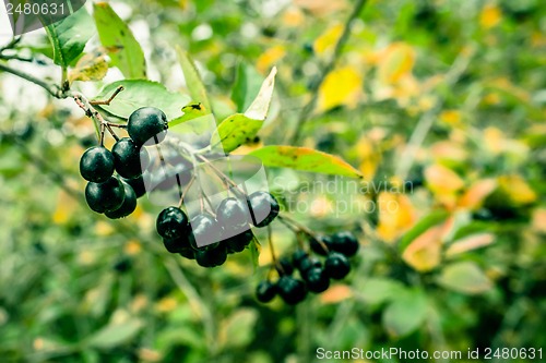 Image of Aronia Melanocarpa in nature