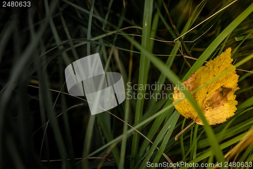 Image of Autumn leaf