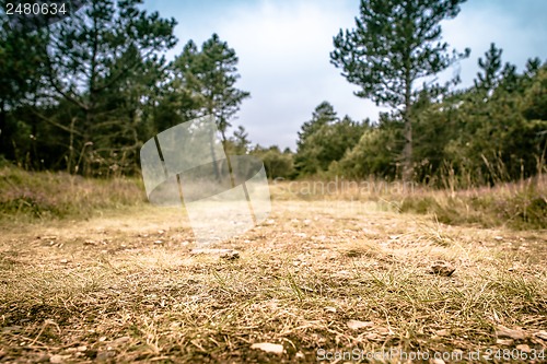 Image of Road in nature
