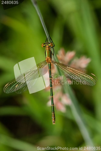 Image of Green damselfly