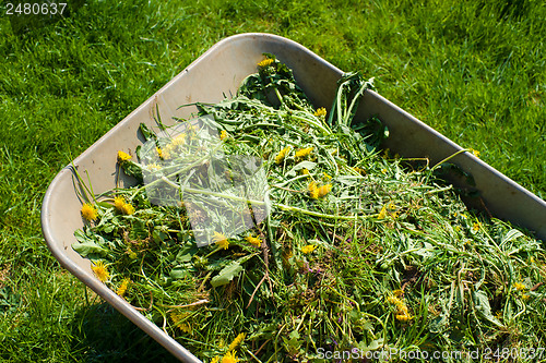 Image of Wheelbarrow on lawn