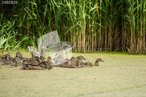 Image of Lake with ducks