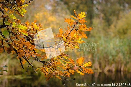 Image of Autumn maple