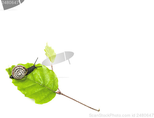 Image of Snail on leaf