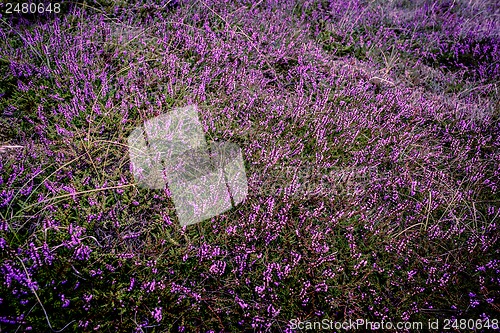 Image of Purple heather