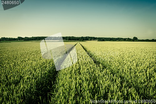 Image of Agriculture field