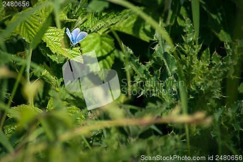 Image of Blue butterfly on a leaf