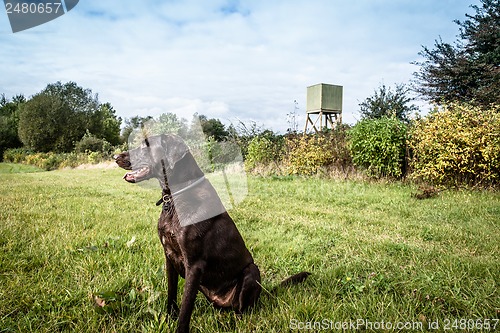 Image of Dog lookout