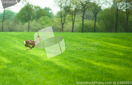 Image of Running deer