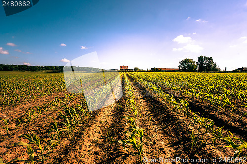 Image of Countryside field crops