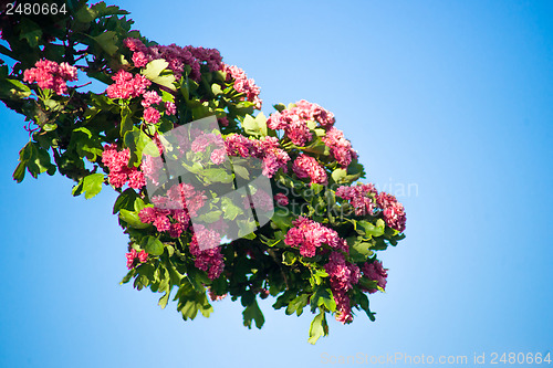 Image of Branch with pink flowers 