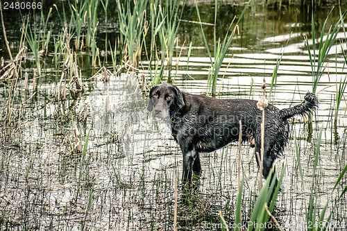 Image of Wet dog