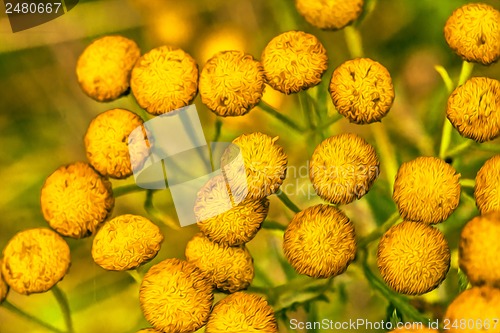 Image of Yellow flowers