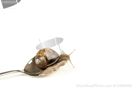 Image of Escargot on a spoon