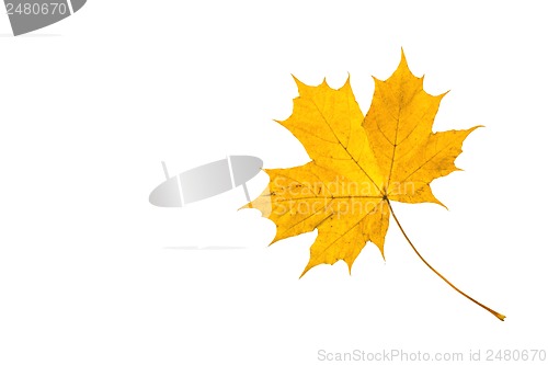 Image of Autumn leaf