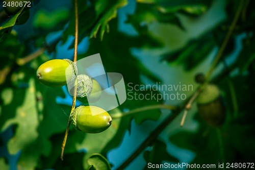 Image of Acorn ripe