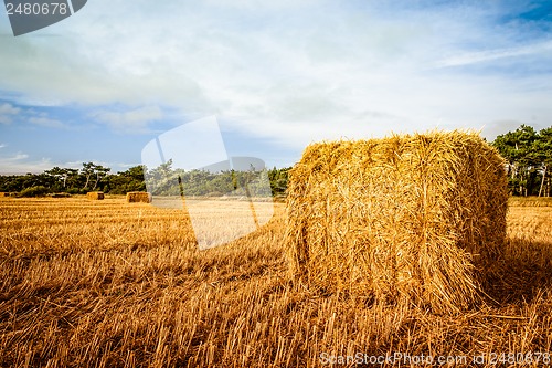 Image of Harvested straw bale