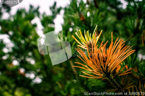 Image of Autumn pine